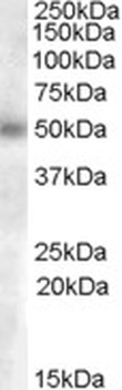 APOBEC3A Antibody