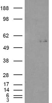 APOBEC3A Antibody