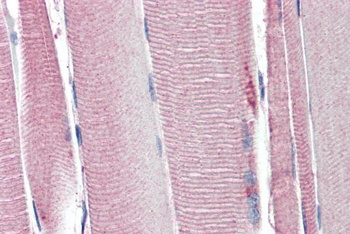 Neuroligin 2 Antibody