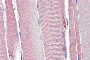 NLGN2 Antibody