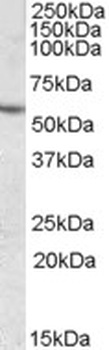 MARK2 Antibody