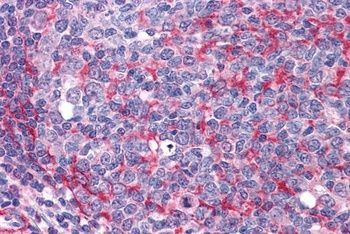 GPR3 Antibody