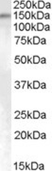 FAM62A Antibody