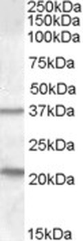 ESRRG Antibody