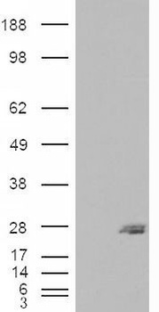 ENOX2 Antibody