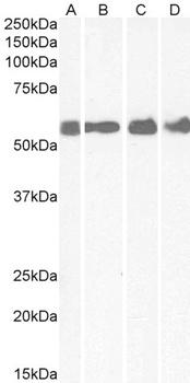 CLEC16A Antibody