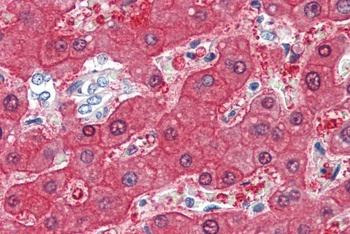 BHMT Antibody
