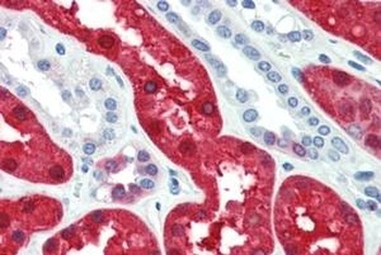 BHMT Antibody