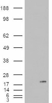 Arylsulfatase A Antibody