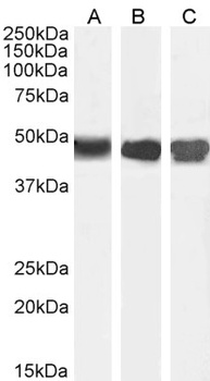 Argininosuccinate Synthetase 1 Antibody