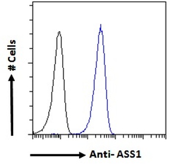 Argininosuccinate Synthetase 1 Antibody