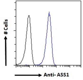 ASS1 Antibody