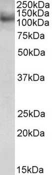 RNF31 Antibody