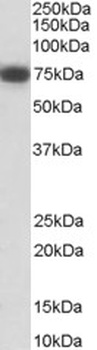 CCDC50 Antibody