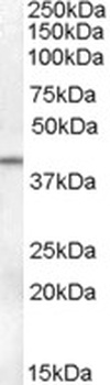 XBP1 Antibody