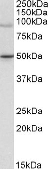 WRNIP1 Antibody