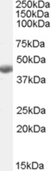 VTCN1 Antibody