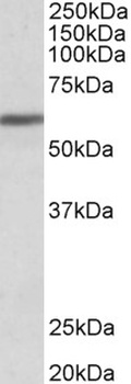 VPS41 Antibody