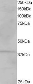 VPS26A Antibody