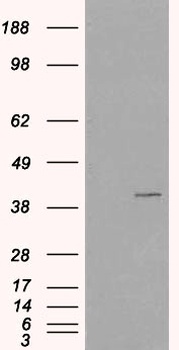 VPS26A Antibody