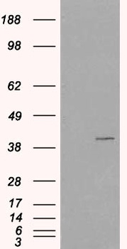 VPS26A Antibody