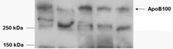 USP28 Antibody