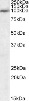 USP20 Antibody