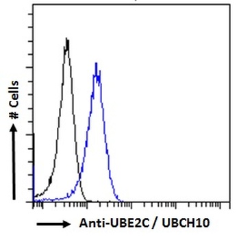 UBCH10 Antibody