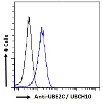 UBE2C Antibody