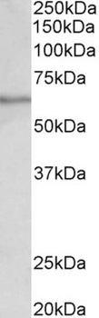 Slc5a1 Antibody