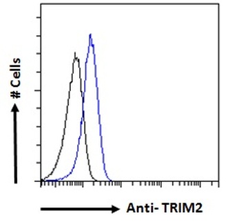 TRIM2 Antibody