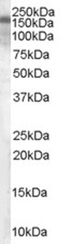 TIRAP Antibody