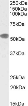 TIA1 Antibody