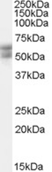 THRA Antibody