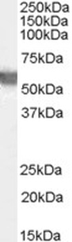 TGM2 Antibody