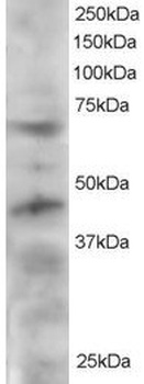 TERF1 Antibody