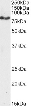TCFL5 Antibody