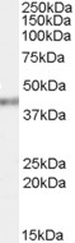 Tcfec Antibody