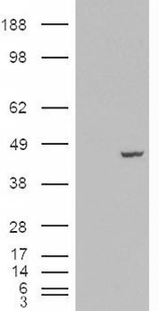 Tcfec Antibody