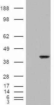 TAIP-12 Antibody