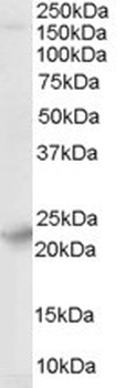 SYNGR4 Antibody
