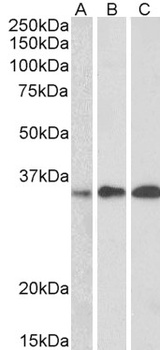 EFHD2 Antibody