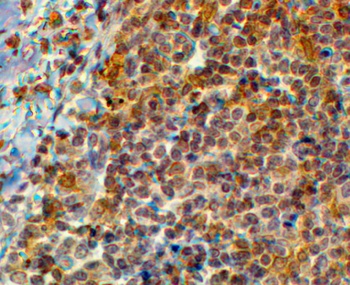 EFHD2 Antibody