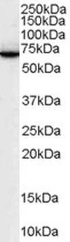 SWAP70 Antibody