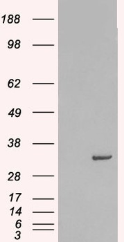 STX6 Antibody
