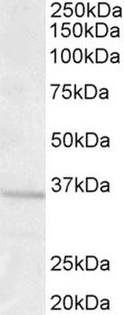STX6 Antibody