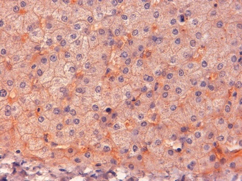 STX1A/STX1B Antibody