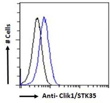 STK35 Antibody