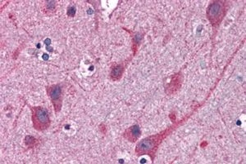 STAP-2 Antibody