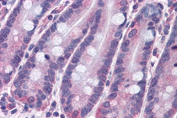 STAP-2 Antibody